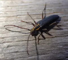 Enoploderes vitticollis thumbnail 1