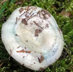 Silver-blue Milkcap thumbnail 2