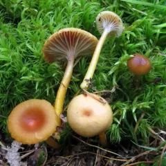 Heath Waxcap thumbnail 1