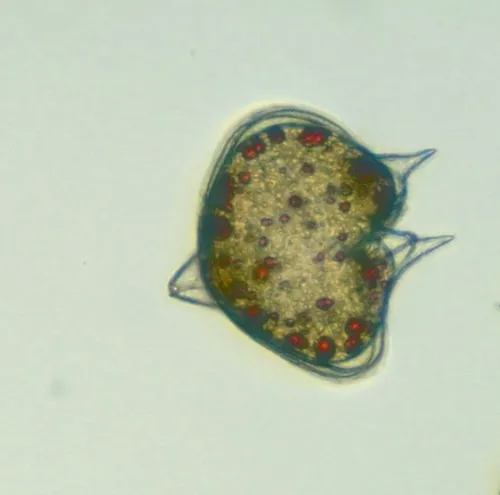 Protoperidinium depressum