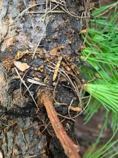 Larch Dwarf-mistletoe thumbnail 3
