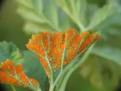 Gymnoconia nitens thumbnail 3