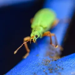 Pale Green Weevil thumbnail 3