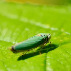Blue-green Sharpshooter thumbnail 3