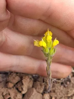 cut-leaved paintbrush thumbnail 2
