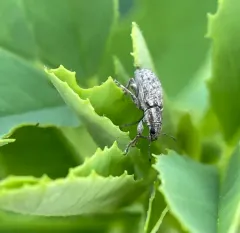 Sweetclover weevil thumbnail 2