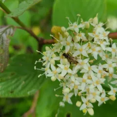 Pidonia scripta thumbnail 3