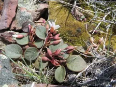 Great Basin Springbeauty thumbnail 4