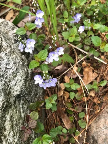 Veronica petraea