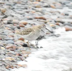 Ruff thumbnail 1