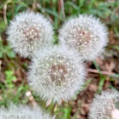 red-seeded dandelion thumbnail 4