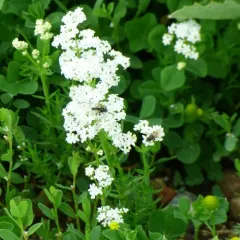 Northern Bedstraw thumbnail 2