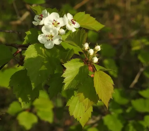 Big-fruit Hawthorn