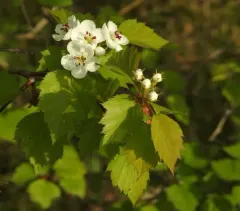 Big-fruit Hawthorn thumbnail 1