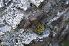 Vrilletta decorata thumbnail 2