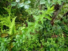 wayside aster thumbnail 2
