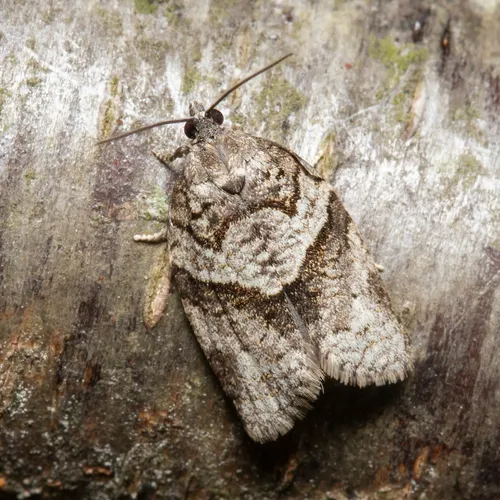 Gray Leafroller Moth