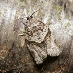 Gray Leafroller Moth thumbnail 1