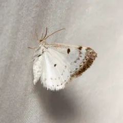 Bluish Spring Moth thumbnail 2