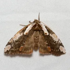 Dogwood Thyatirid Moth thumbnail 3