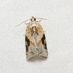 Gray-banded Leafroller Moth thumbnail 3