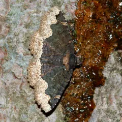 Horrid Zale Moth thumbnail 3
