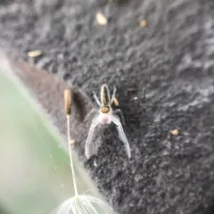 White-jawed Jumping Spider thumbnail 3
