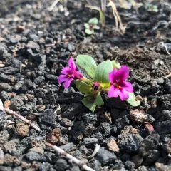Dwarf Purple Monkeyflower thumbnail 3