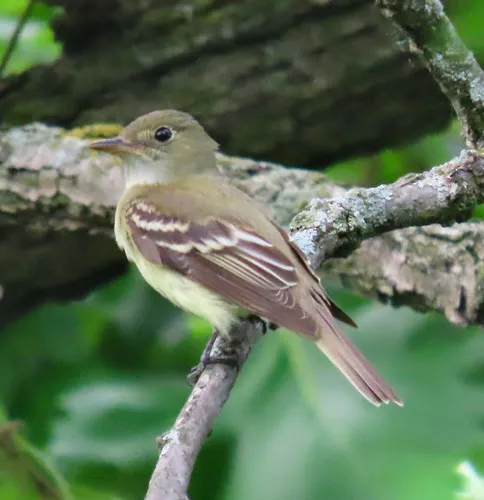 Acadian Flycatcher