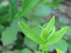 Poecilographa decora thumbnail 2