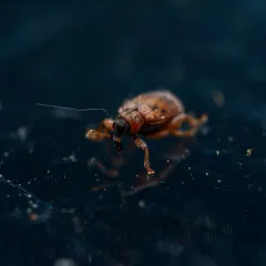 European Elm Flea Weevil thumbnail 4