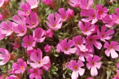 Androsace idahoensis thumbnail 3