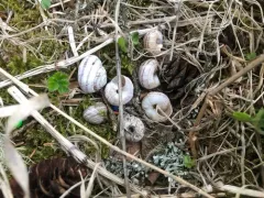 Subalpine Mountainsnail thumbnail 3