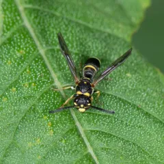 Parancistrocerus pedestris thumbnail 2