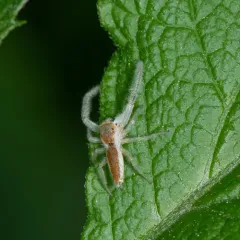 White-jawed Jumping Spider thumbnail 4