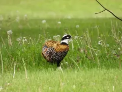 Reeves's Pheasant thumbnail 3
