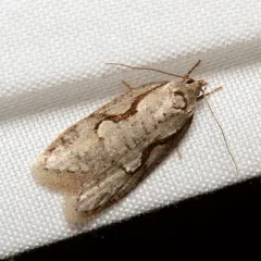 Packard's Concealer Moth thumbnail 1