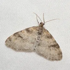Powdered Bigwing Moth thumbnail 4