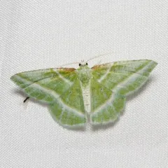 Showy Emerald thumbnail 4