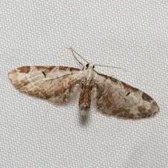 Tawny Eupithecia Moth thumbnail 4