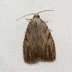 Three-lined Balsa Moth thumbnail 4