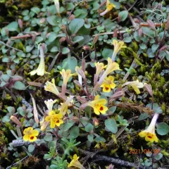 wingstem monkeyflower thumbnail 3
