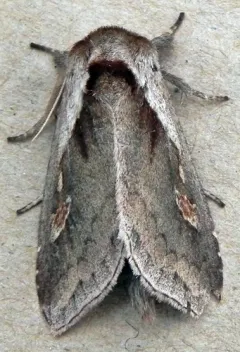 Narrow-leaved Cattail Diver Moth thumbnail 3
