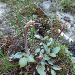 Wholeleaf Saxifrage thumbnail 3