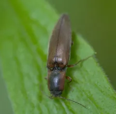 Collared Click Beetle thumbnail 2