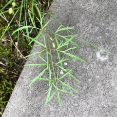 bulblet-bearing water hemlock thumbnail 3