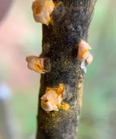 white pine blister rust thumbnail 3
