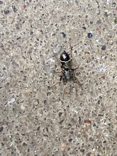 Glossy Ant-spider