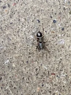 Glossy Ant-spider thumbnail 1