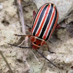 Disonycha caroliniana thumbnail 4